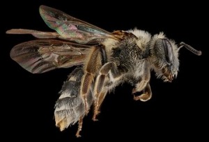 Andrena Hippotes